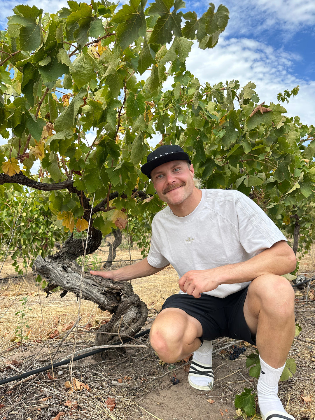 2024 IHANA Shiraz - Edition #3 Bottle